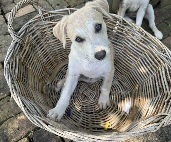Teddy - PUPPY Pound Hounds Rescue Carousel 1