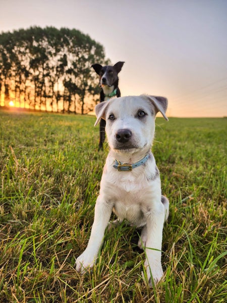 Tonka - PUPPY Pound Hounds Rescue Carousel 1