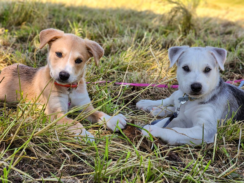 Tonka - PUPPY Pound Hounds Rescue Carousel 15