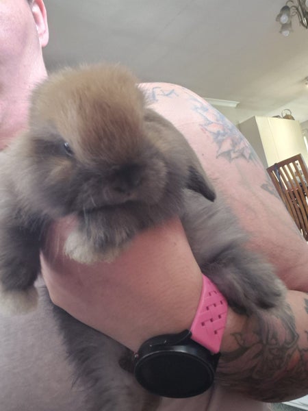 Mini lop (cashmere) Carousel 6