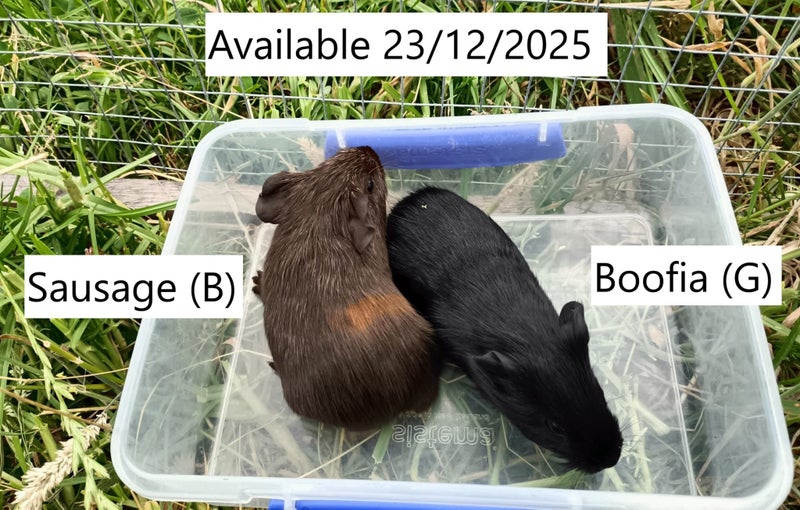 Baby Guinea Pigs (Napier) Carousel 1