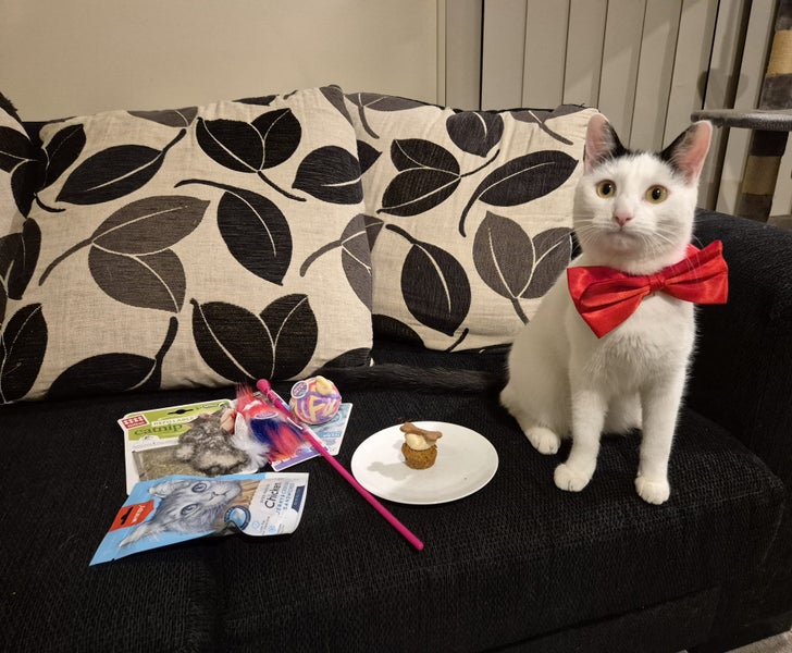 Missing cat - male domestic short hair Carousel 1