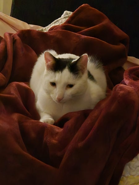 Missing cat - male domestic short hair Carousel 2