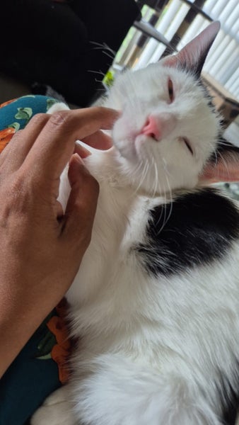 Missing cat - male domestic short hair Carousel 3