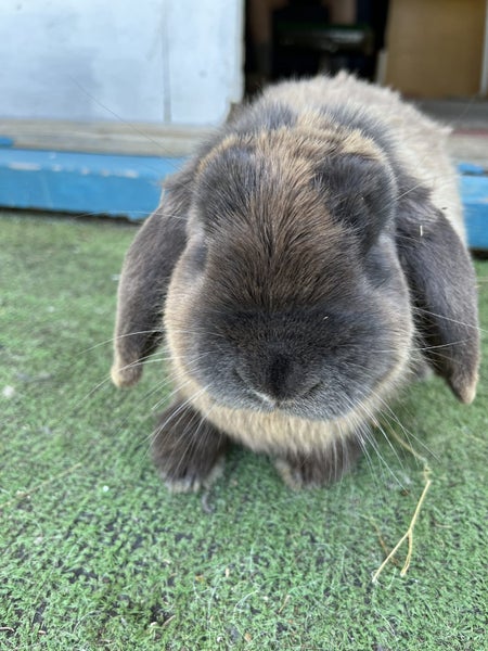 minilop purebred baby boy he’s super cute and sweet need home asap Carousel 4