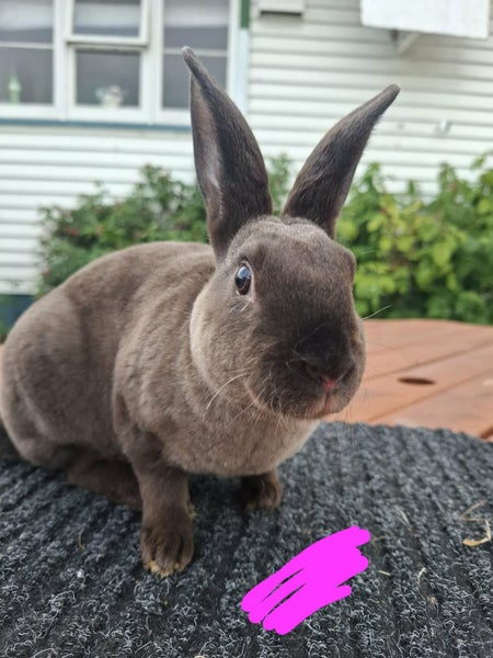 Rex rabbit kits Carousel 1