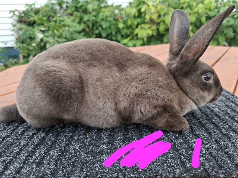 Rex rabbit kits Carousel 2
