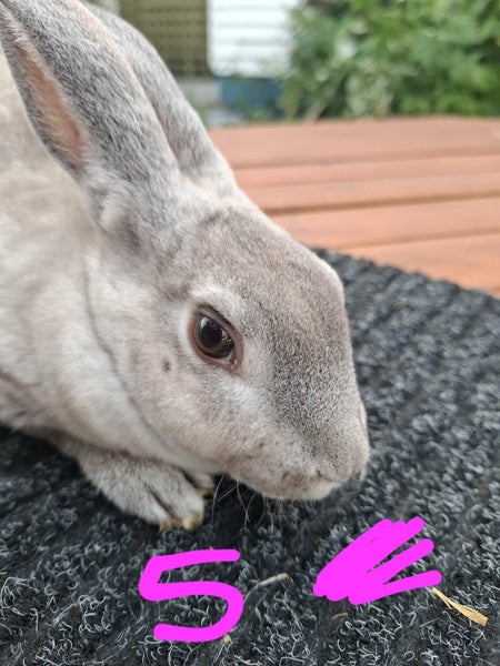 Rex rabbit kits Carousel 8