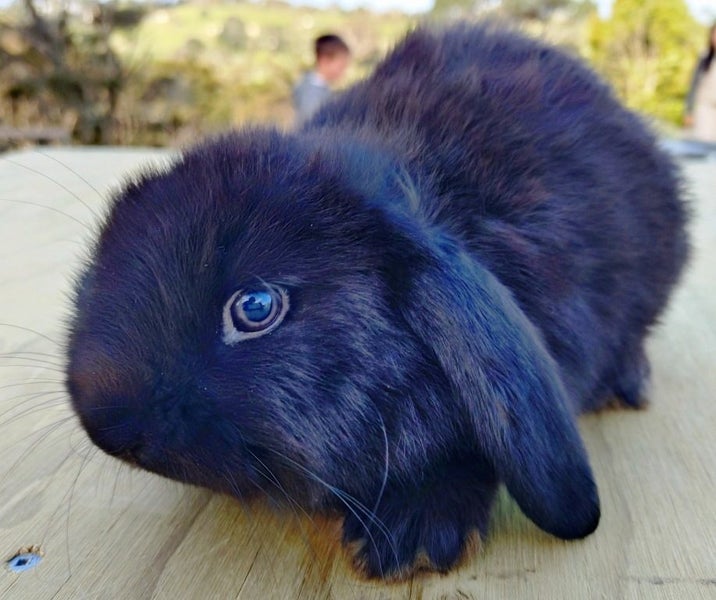 Baby Rabbits - Cute & Attractive Carousel 6