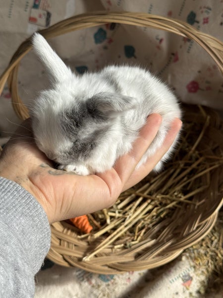**Trained Mini Lop Bunny Rabbits & Care Package** Carousel 1