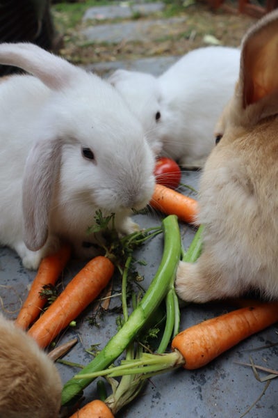Flemish Giant x Mini Lop Christmas Bunnies Carousel 2