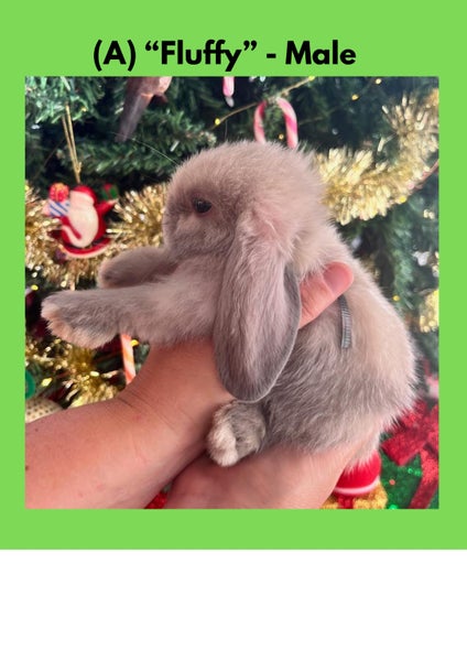 Purebred Mini lop Baby Bunnies - 7 Weeks Old - Available Now Carousel 2