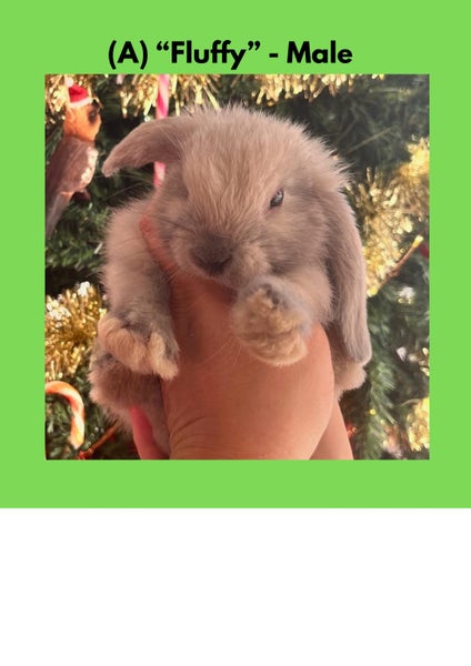 Purebred Mini lop Baby Bunnies - 7 Weeks Old - Available Now Carousel 1