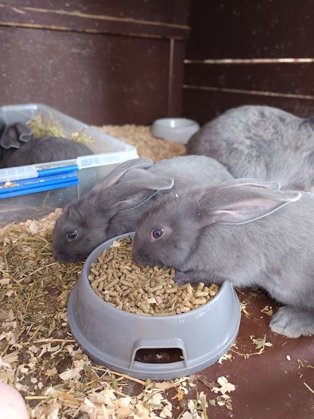 Purebred Flemish Giants Carousel 2