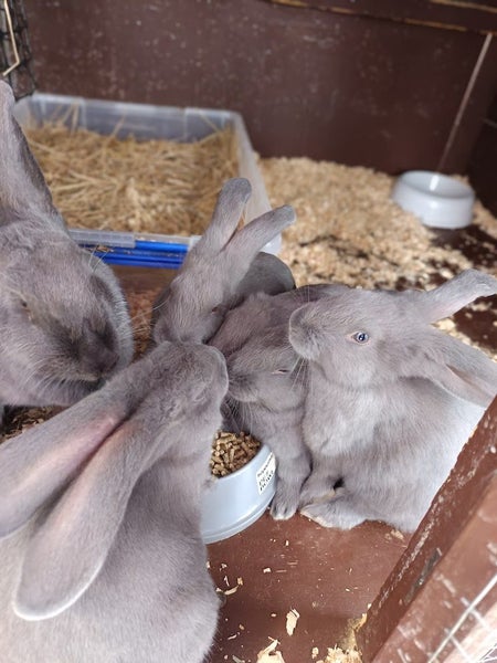 Purebred Flemish Giants Carousel 1