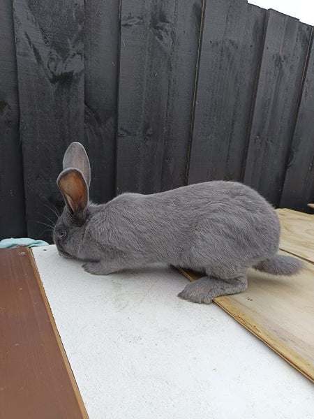 Purebred Flemish Giants Carousel 9