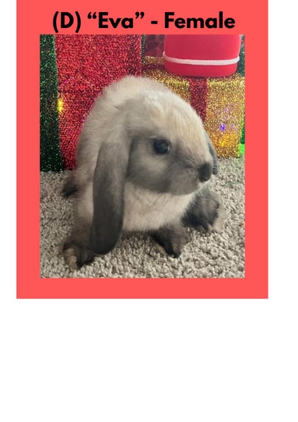 Purebred Mini lop Baby Bunnies - 7 Weeks Old - Available Now Carousel 12