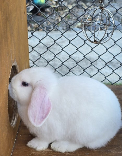 Purebred Minilops Carousel 2