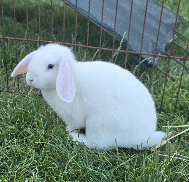 Purebred Minilops Carousel 6