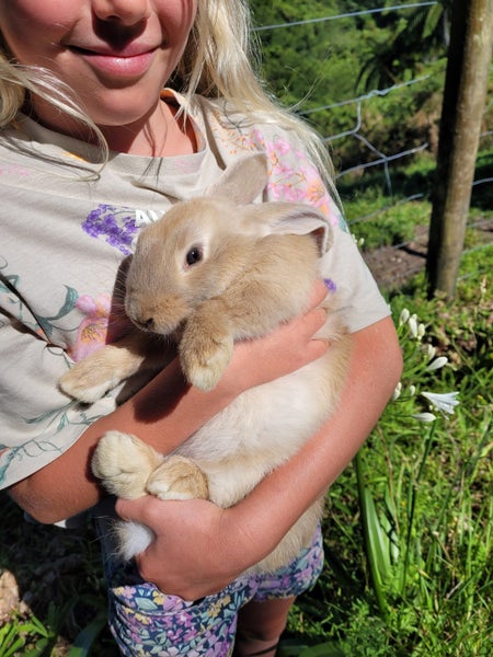 Flemish Giant Rabbits Carousel 1