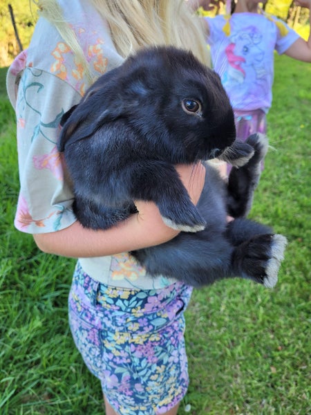 Flemish Giant Rabbits Carousel 2