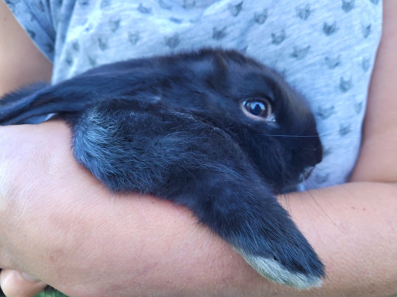 Flemish Giant Rabbits Carousel 4
