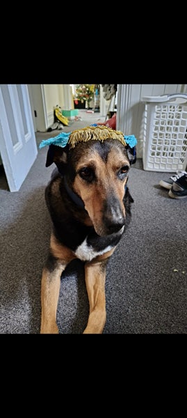 Huntaway 12yrs old - Maruia WTC Carousel 1