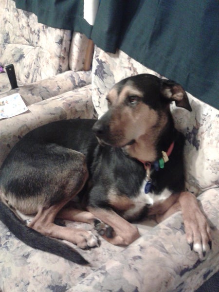 Huntaway 12yrs old - Maruia WTC Carousel 2