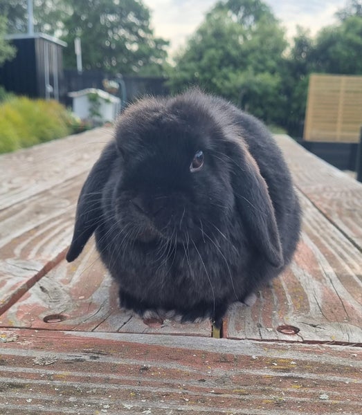 ~Little Lops Rabbitry~ Pedigree Mini Lops Carousel 3
