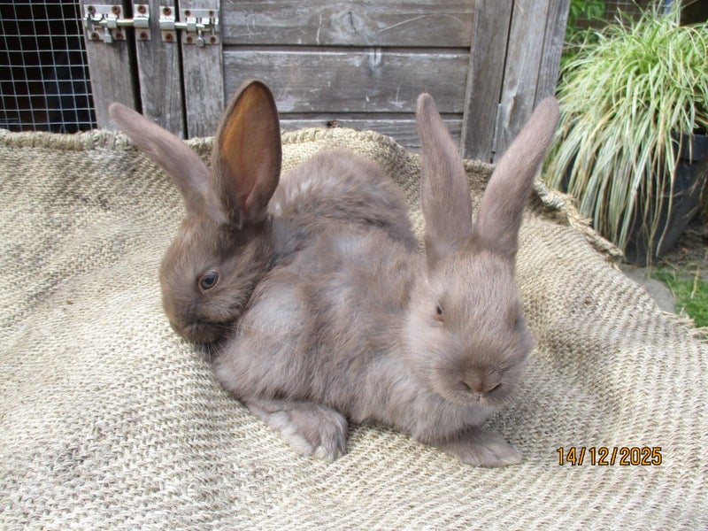 Flemish Giant Rabbits Carousel 2