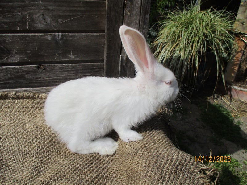 Flemish Giant Rabbits Carousel 6