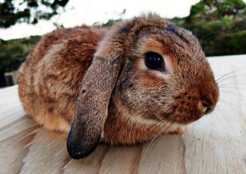 Rabbit - Attractive and Healthy Carousel 1