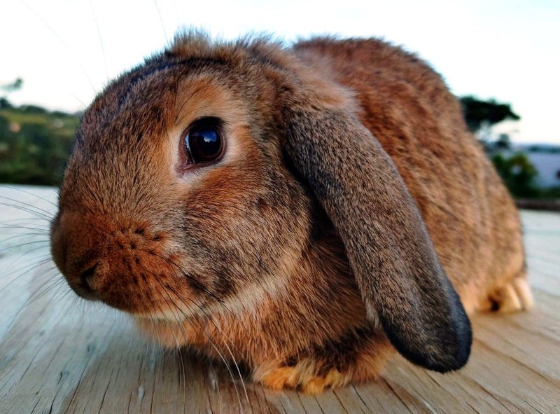 Rabbit - Attractive and Healthy Carousel 2