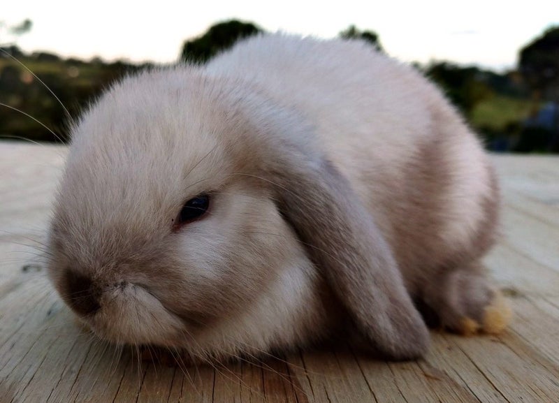 Baby Rabbits - Cute & Attractive Carousel 20