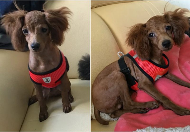 Cat Vest Harness Leash Set L Carousel 2