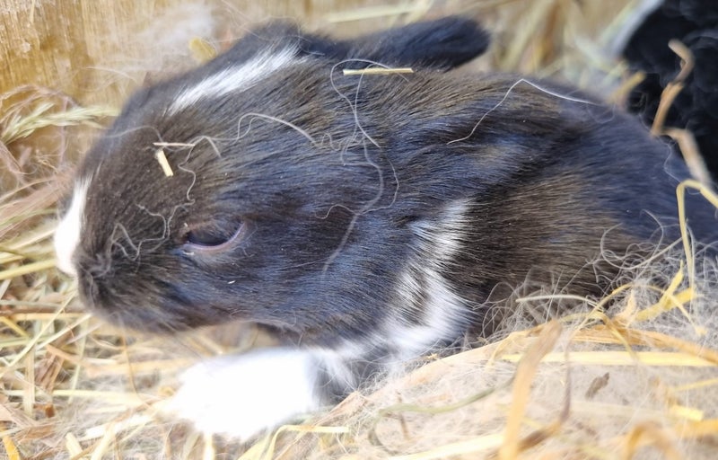 Minilop bunnies Carousel 2