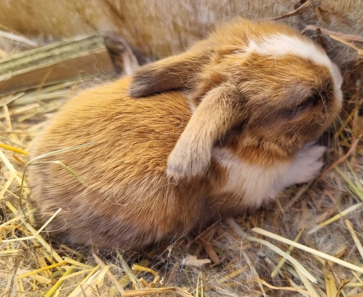 Minilop bunnies Carousel 1