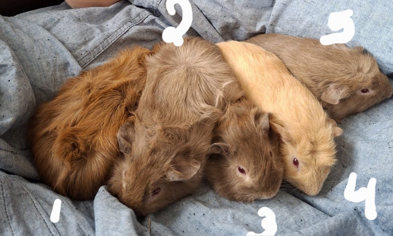Guinea Pigs Carousel 1