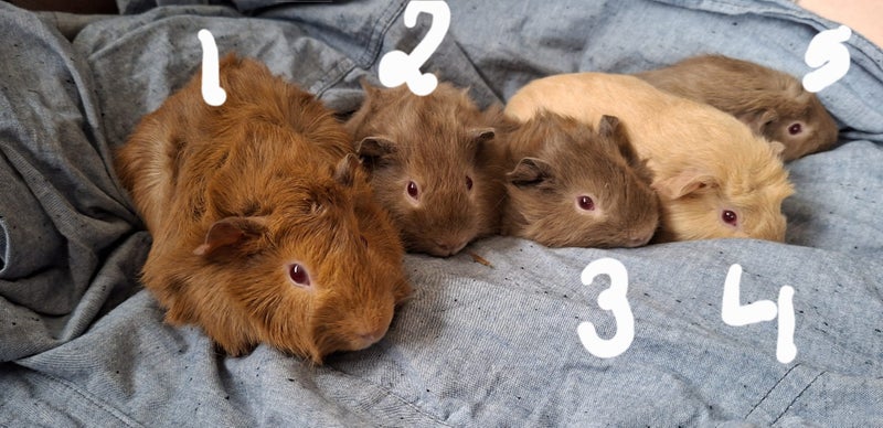 Guinea Pigs Carousel 2