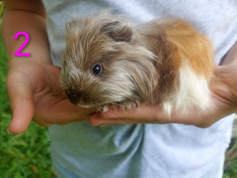 Longhaired Sheltie Guinea Pigs Carousel 1