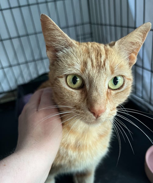 Gorgeous ginger girl looking for a home Carousel 1