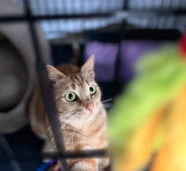 Gorgeous ginger girl looking for a home Carousel 6