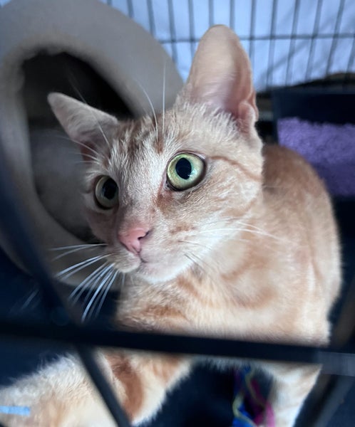 Gorgeous ginger girl looking for a home Carousel 2