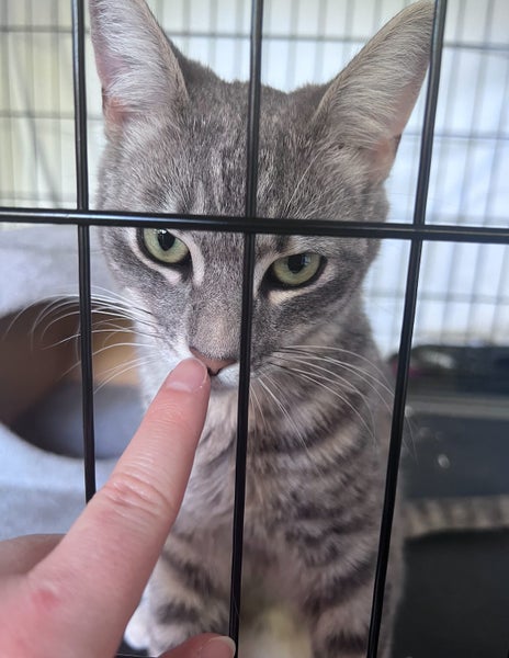 Playful and friendly grey tabby boy Carousel 4