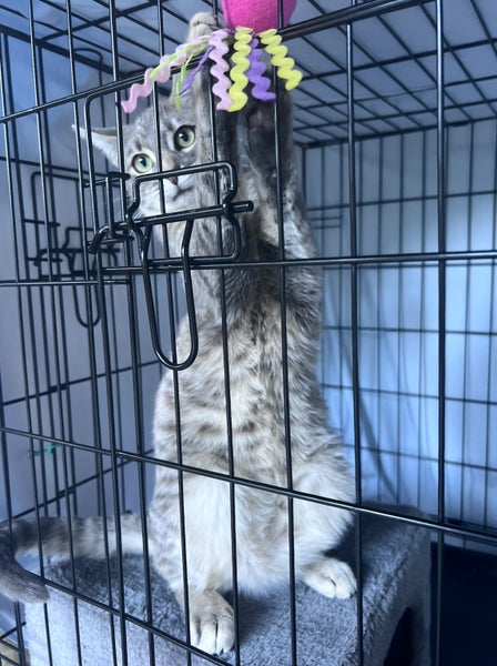 Playful and friendly grey tabby boy Carousel 2