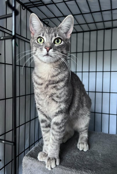 Playful and friendly grey tabby boy Carousel 1