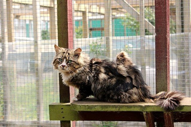 Found - Tabby and White Male Cat Carousel 1