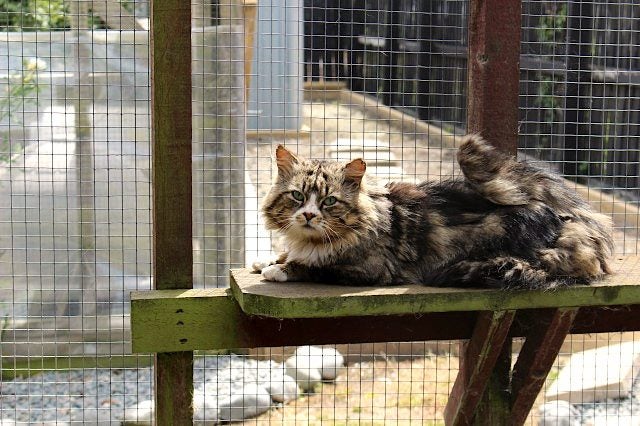 Found - Tabby and White Male Cat Carousel 2