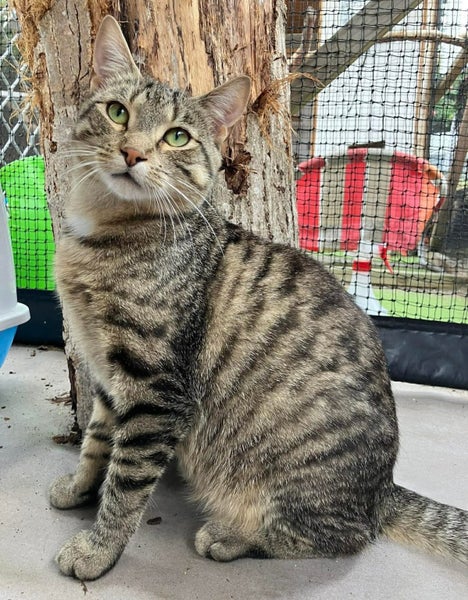 Kitty Kingdom - POOL BOY Carousel 1