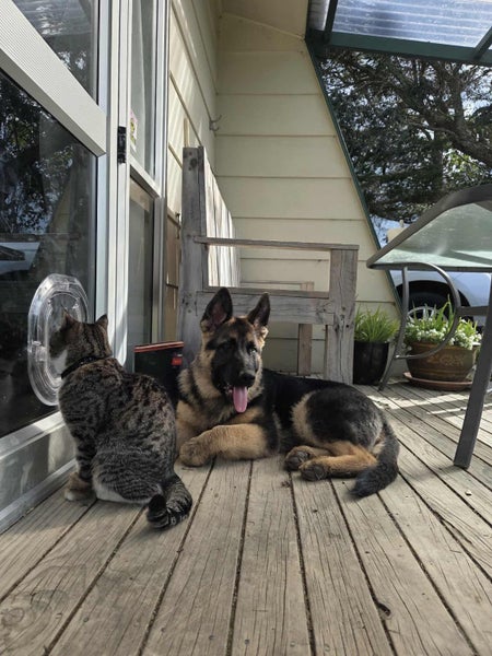 Rocket Rescue Dog - TDRP Carousel 3